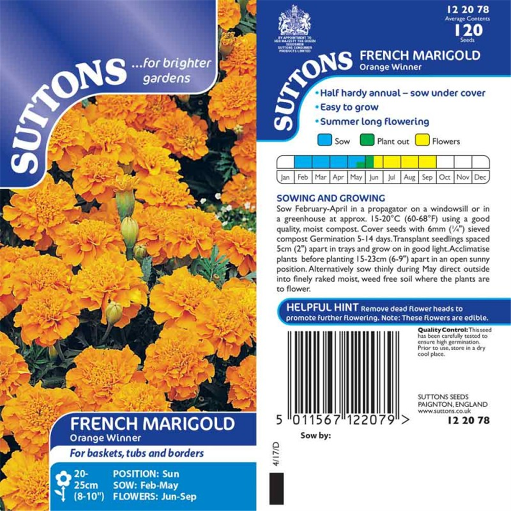 Marigold French Orange Winner | Waterperry Gardens - Oxfordshire Garden ...