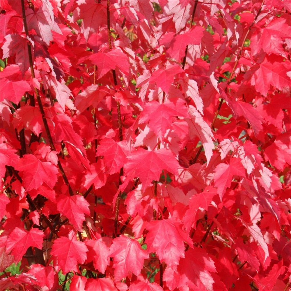 Acer rubrum 'Brandywine' Waterperry Gardens Oxfordshire Garden