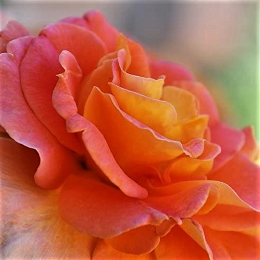 Climber Scent from Heaven Waterperry Gardens Oxfordshire Garden