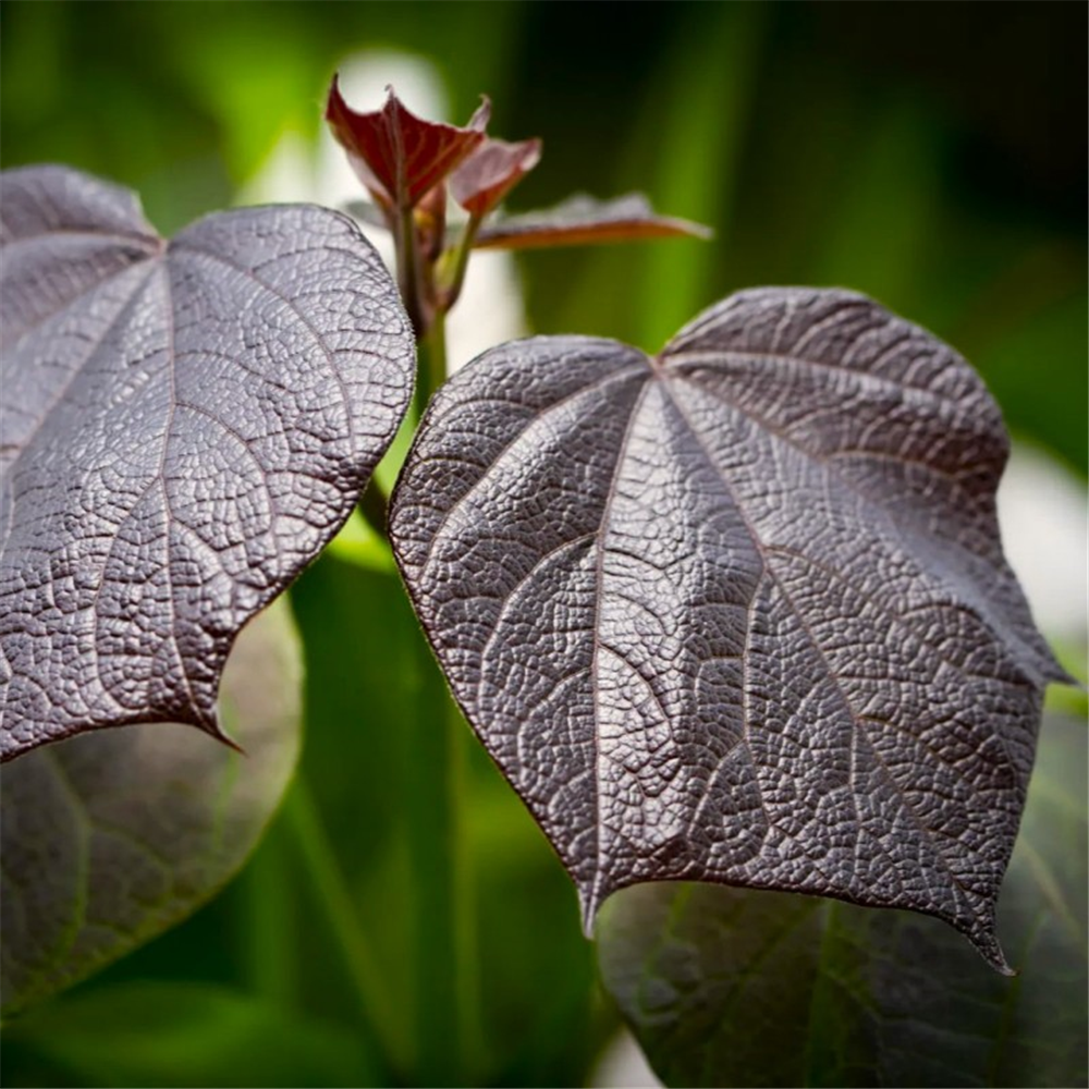 Catalpa x erubescens 'Purpurea' Waterperry Gardens Oxfordshire