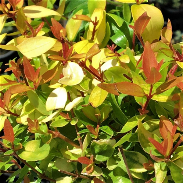 Abelia x grandiflora 'Gold Jewel' Waterperry Gardens Oxfordshire