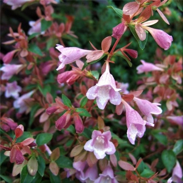 Abelia schumannii 'Bumble Bee' Waterperry Gardens Oxfordshire Garden Centre, Buy Plants
