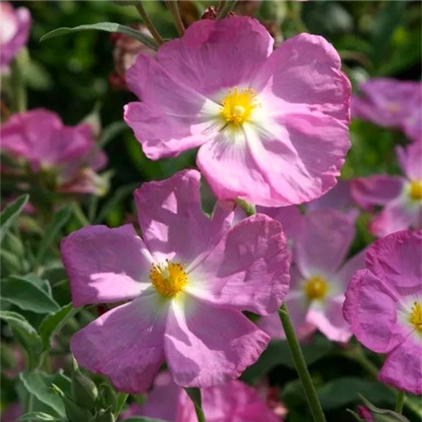 Cistus x argenteus 'Peggy Sammons' Waterperry Gardens Oxfordshire