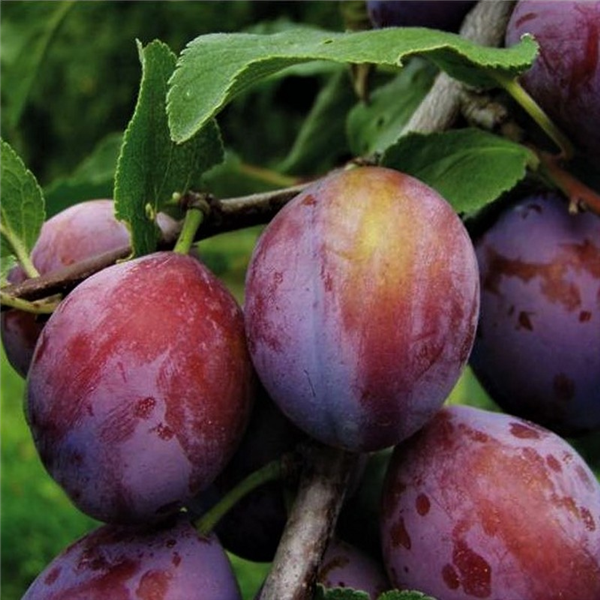Opal Perry Plum 'Opal' Fan-trained St. Julien A | Waterperry Gardens - Oxfordshire ...