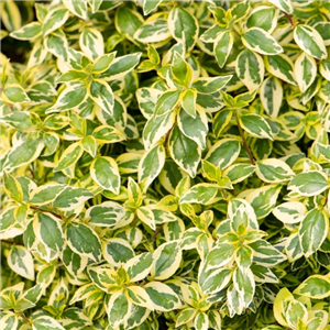 Abelia x grandiflora Radiance 3L