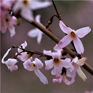 Abeliophyllum distichum Roseum 3L
