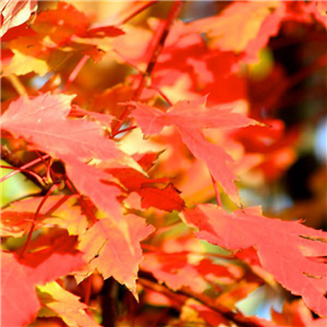 Acer x freemanii Autumn Blaze 12L