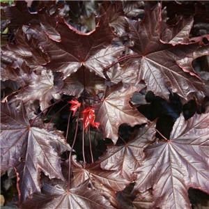 Acer platanoides Crimson King 12L