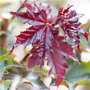 Acer platinoides Crimson Sentry 12L