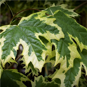 Acer platanoides Drummondii 12L
