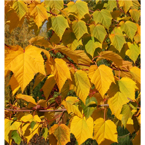 Acer davidii Viper 12L