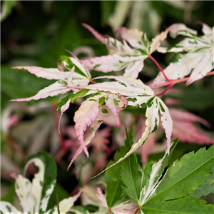 Acer negundo Flamingo 12L