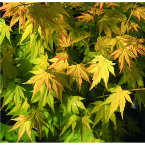 Acer palmatum Orange Dream 30L