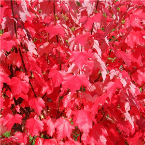 Acer rubrum Brandywine 12L