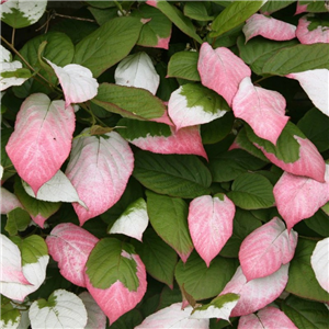 Actinidia kolomikta 3L