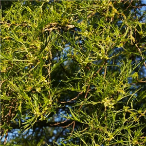 Alnus glutinosa Imperialis 12L