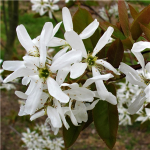 Amelanchier x grandiflora Ballerina 12L