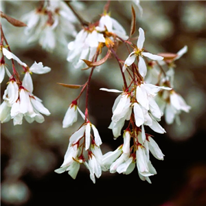 Amelanchier ovalis Edelweiss 12L