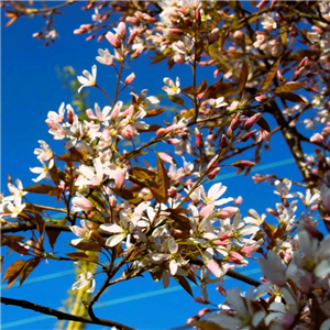 Amelanchier Robin Hill 12L