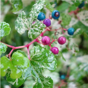 Ampelopsis glandulosa elegans 3L