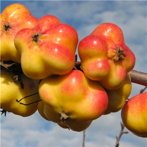 Apple Apistar MM106 Half-Standard 12L FM