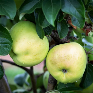Apple Arthur Turner MM106 2 Year Potted WPG