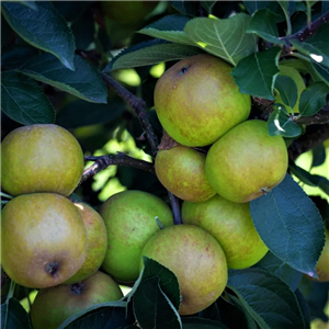 Apple Ashmeads Kernel M9 2 Year Potted WPG