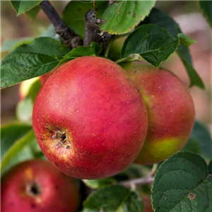 Apple Blenheim Orange M9 2 Year Potted WPG