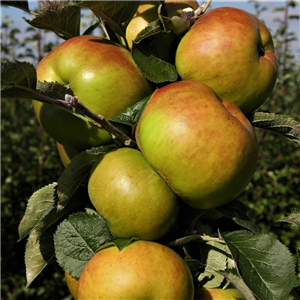 Apple Bramley 20 MM106 2 Year Potted WPG