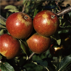 Apple Coxs Orange Pippin MM106 2 Year Potted WPG