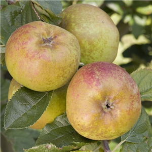 Apple DArcy Spice MM106 2 Year Potted WPG