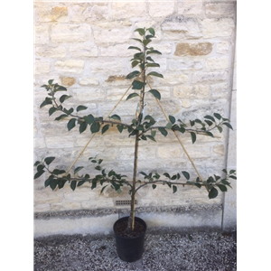 Apple Ashmeads Kernal Espalier MM106 12L