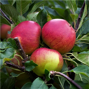 Apple Fiesta MM106 2 Year Potted WPG