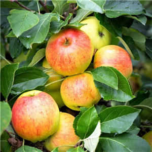 Apple James Grieve MM106 2 Year Potted  WPG