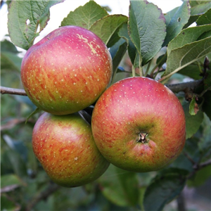 Apple Lord Lambourne MM106 2 Year Potted WPG