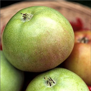 Apple Old Fred MM106 2 Year Potted WPG