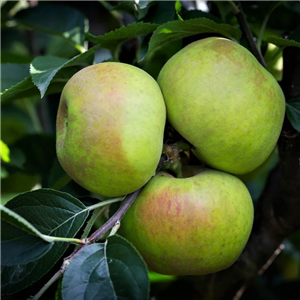 Apple Orleans Reinette M26 2 Year Potted WPG