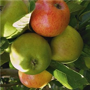 Apple Oxford Yeoman MM106 2 Year Potted WPG
