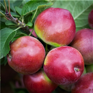 Apple Spartan MM106 2 Year Potted WPG