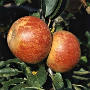Apple Suntan MM106 2 Year Potted WPG