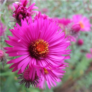 Aster novae angliae Crimson Beauty 3L