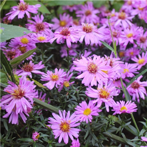 Aster novi belgii Waterperry 3L