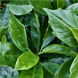 Aucuba japonica rozannie 3L