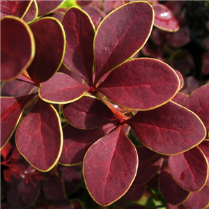 Berberis thunbergii Gold Ring 3L
