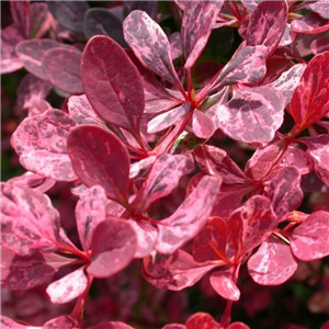 Berberis thunbergii Rose Glow 3L