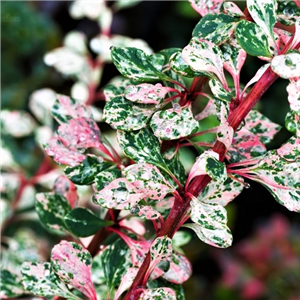 Berberis thunbergii Starburst 3L