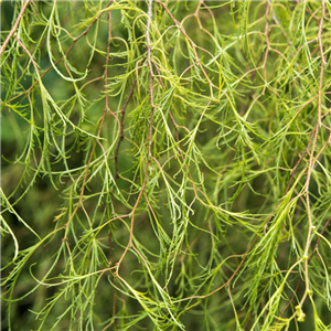 Betula pendula Karaca 12L