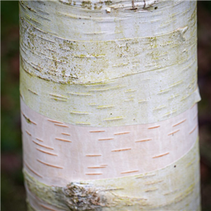 Betula utilis Moonbeam 12L