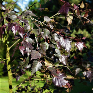 Betula pendula Royal Frost 12L