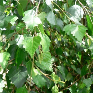 Betula pendula Youngii 12L